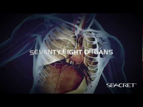 The Seacret Product Line