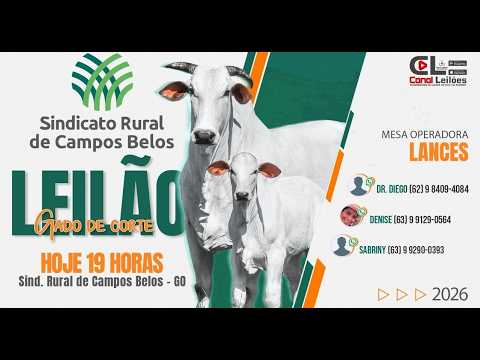 LEILÃO GADO DE CORTE S.R DE CAMPOS BELOS | CAMPOS BELOS-GO 05/08/2026