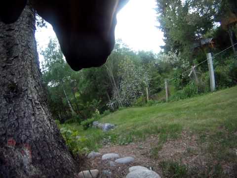 Zalto (Rhodesian Ridgeback) med GoPro kamera rundt halsen.MP4