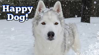 Biggest Snowflakes Ever! Siberian Husky Snow Day!