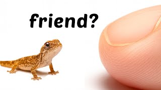 Download lagu The Journey of Bonding With a Baby Lizard mp3 Download lagu The Journey of Bonding With a Baby Lizard mp3