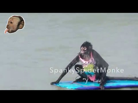 Monkey Surfer Chick!
