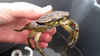 preview picture of video 'Crabbing in West Kirby Marine Lake (Shore Crab) Carcinus maenas'