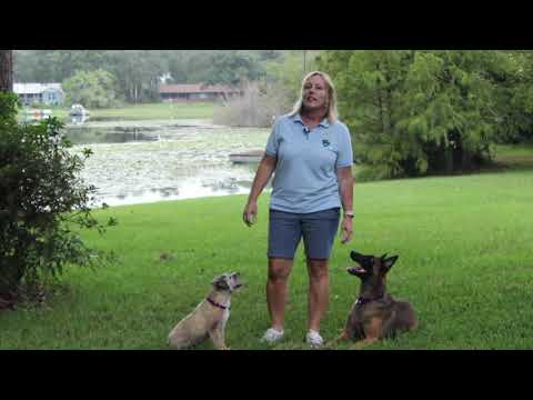 Super Dog School training video