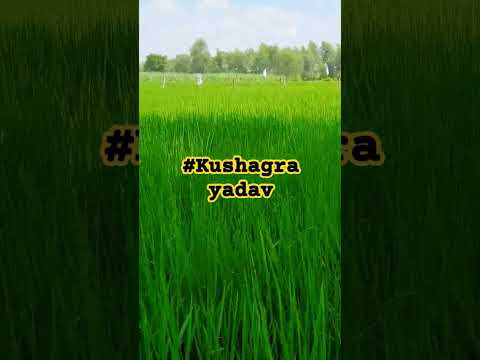 #kushagra #like #viralvideo #flower #masti #nature