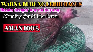 Burung Kutilang Jinak || Cara Mewarnai Burung