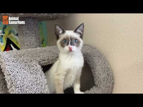 Pets of the Week:  Tennessee & Keana