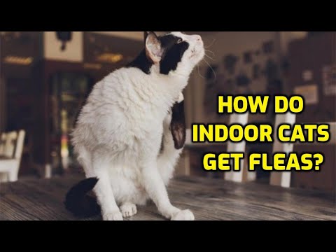 How Do Cats Get Fleas When They Don’t Go Outside?