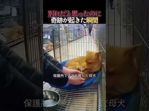 母犬が守った最後の子犬