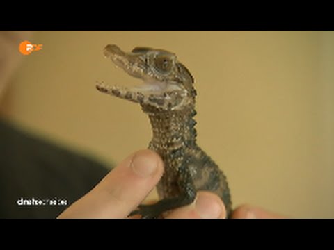 Süßes Babykrokodil! Sweet Baby crocodile!