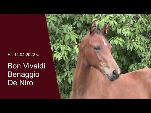 Hf v Bon Vivaldi x Benaggio x De Niro 2022