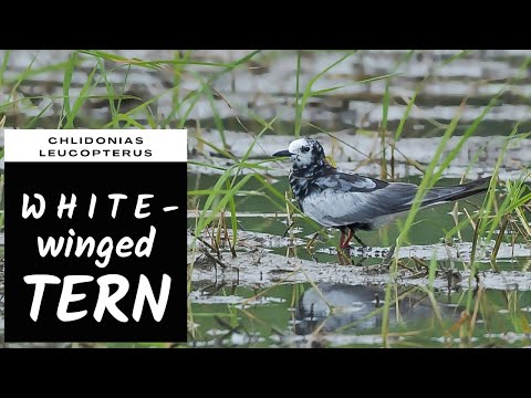 Rybák bielokrídly (Chlidonias leucopterus) — záber druhu v prirodzenom prostredí
