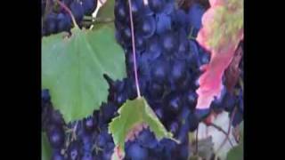 preview picture of video 'Stellenbosch - Cape Winelands - South Africa'