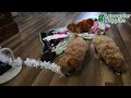 Maltipoo dogs for sale: Tucker - Video 1
