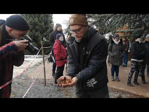 Atlasz cédrus szüret a Follyban