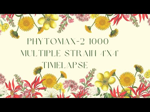 download lagu mp3 mp4 Black Dog Led, download lagu Black Dog Led gratis, unduh video klip Black Dog Led