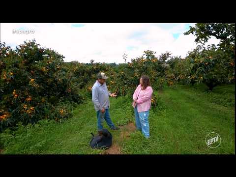 EP Agro: Conheça Turvolândia (MG), a Terra do Caqui, e as Notícias do Agro