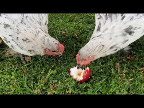 Apple Treats for Chickens