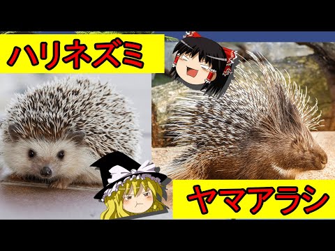 ハリネズミとヤマアラシの違い - ハリネズミとヤマアラシの分類学的違い