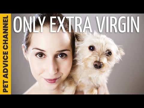 Extra virgin olive oil for dog - 5 amazing benefits