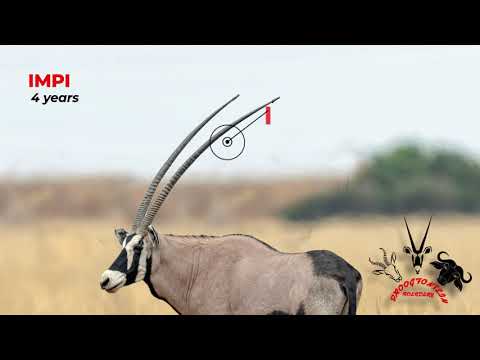 Oryx Video