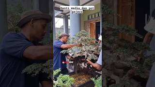 Download lagu 🔴EKSEKUSI✂️🔥 BONSAI SERUT PAJERO GANTI MEDIA 🤤😱 Bersama Mr. Yoga mp3 Download lagu 🔴EKSEKUSI✂️🔥 BONSAI SERUT PAJERO GANTI MEDIA 🤤😱 Bersama Mr. Yoga mp3