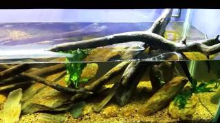 Algae Control: Brown Diatoms and Green Hair Algae