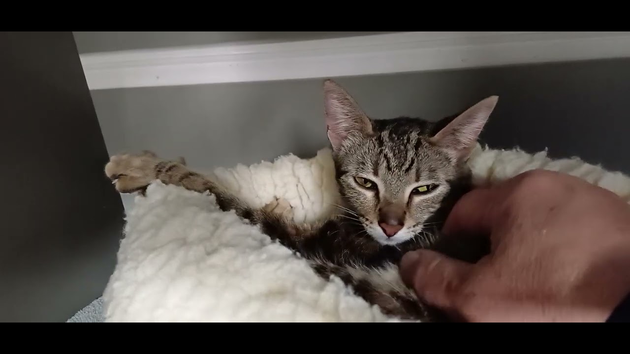 Enlarge Goldilocks , a ADOPTABLE Domestic Short Hair in Renton , WA video 6/6