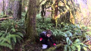 Silver Creek Falls Winter hike 2014 Part 3