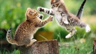 Смотреть онлайн Ожесточенный бой двух котов за коробку