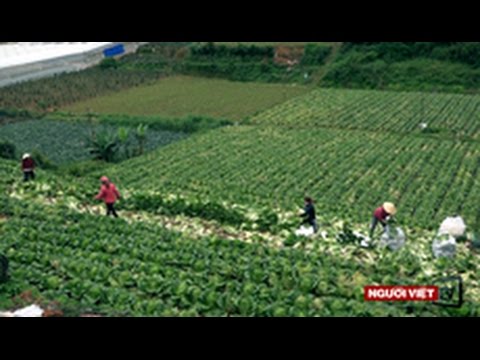 Nông dân Đà Lạt đã chán trồng rau