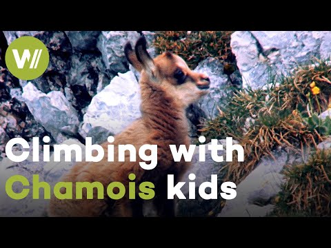 Chamois kids having fun in the snow and climb like an expert soon after birth