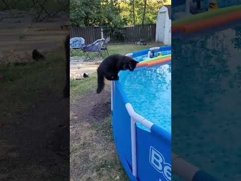 Startled Kitty Falls Into Pool || ViralHog