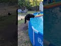 Startled Kitty Falls Into Pool ViralHog