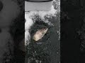 Video Thumbnail for Ice Fishing Hat Trick Ciscos