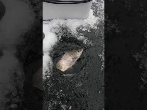Ice Fishing Hat Trick Ciscos