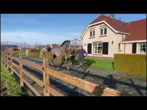 Rien a declarer MxL (v.Diamant de semilly) || 1st Jumps under saddle