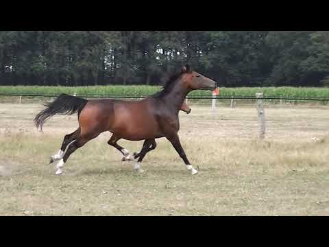 Stutfohlen 2019 von Benicio x Quaterback x Rohdiamant