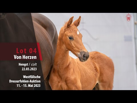 Dressurfohlen-Auktlon Lot 04 Von Herzen Hengst v. Vaderland - Bordeaux