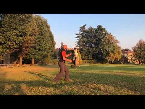 Hurricane basic dog-catch collection (Adrian Stoica, Disc Dog)