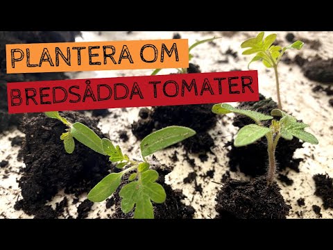 , title : 'Plantera om bredsådda TOMATER - Tomaterna får individuella krukor i #tomatexperimentet'