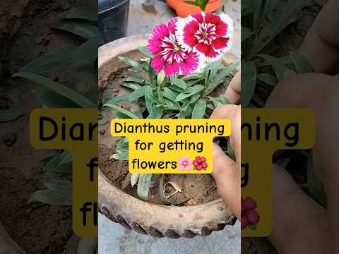 Dianthus plant mai flowers kaise le growing tips | pruning tips #dianthus #flowers #planting #feed