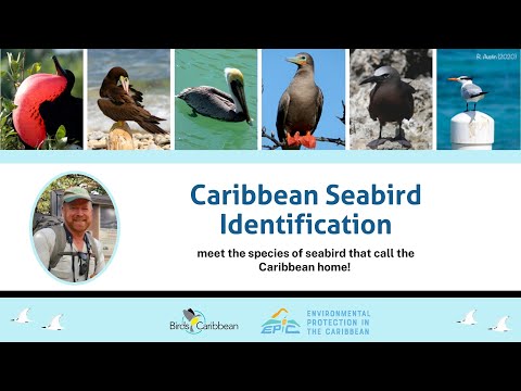 , title : '#1 Caribbean Seabird Identification'