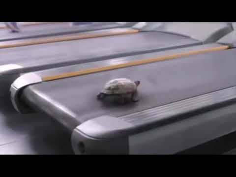 Ninja Turtle in Training