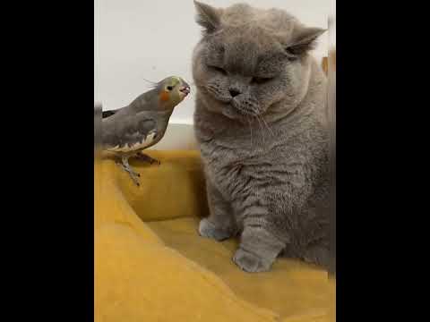 Pets Being Goofy! #shorts #ytshorts #youtubeshorts #shortsfeed February 28, 2023