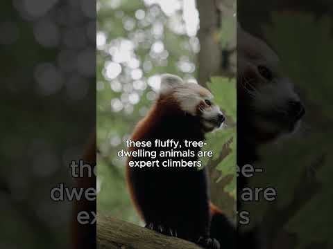 “Red Panda: The Forest’s Cutest Tree Acrobat” #RedPanda #CuteAnimals #WildlifeFacts #shorts