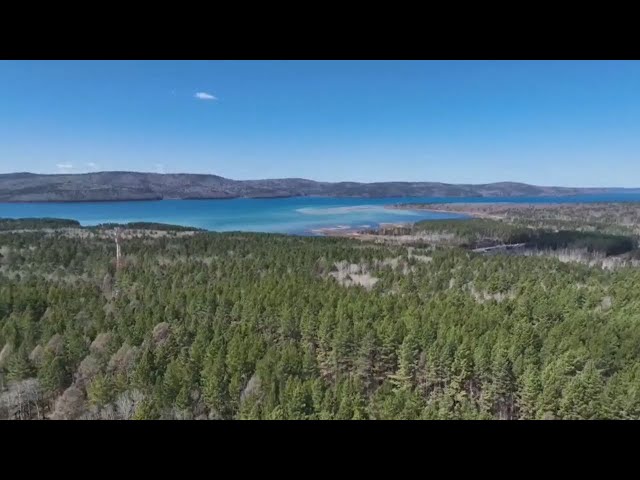 В Приангарье уменьшат численность медведей