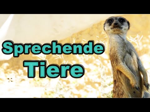Sprechende Tiere (4)
