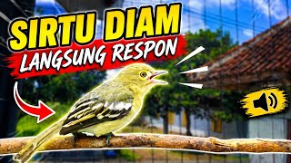 Download lagu PANCINGAN SIRTU GACOR MANGGIL LAWAN COCOK UNTUK SIRTU DIAM AGAR CEPAT BUNYI DAN GACOR mp3 Download lagu PANCINGAN SIRTU GACOR MANGGIL LAWAN COCOK UNTUK SIRTU DIAM AGAR CEPAT BUNYI DAN GACOR mp3