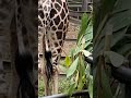 Giraffe Pooping